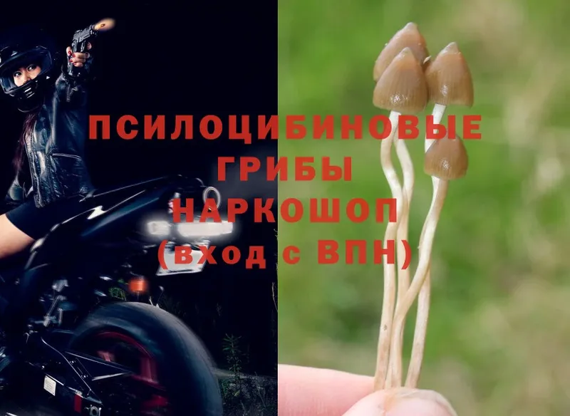 kraken онион  Гаврилов Посад  Псилоцибиновые грибы Magic Shrooms 